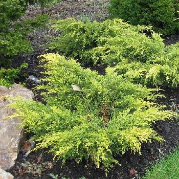 Можжевельник средний Juniperus x media (Juniperus x pfitzeriana) 'Gold Star'